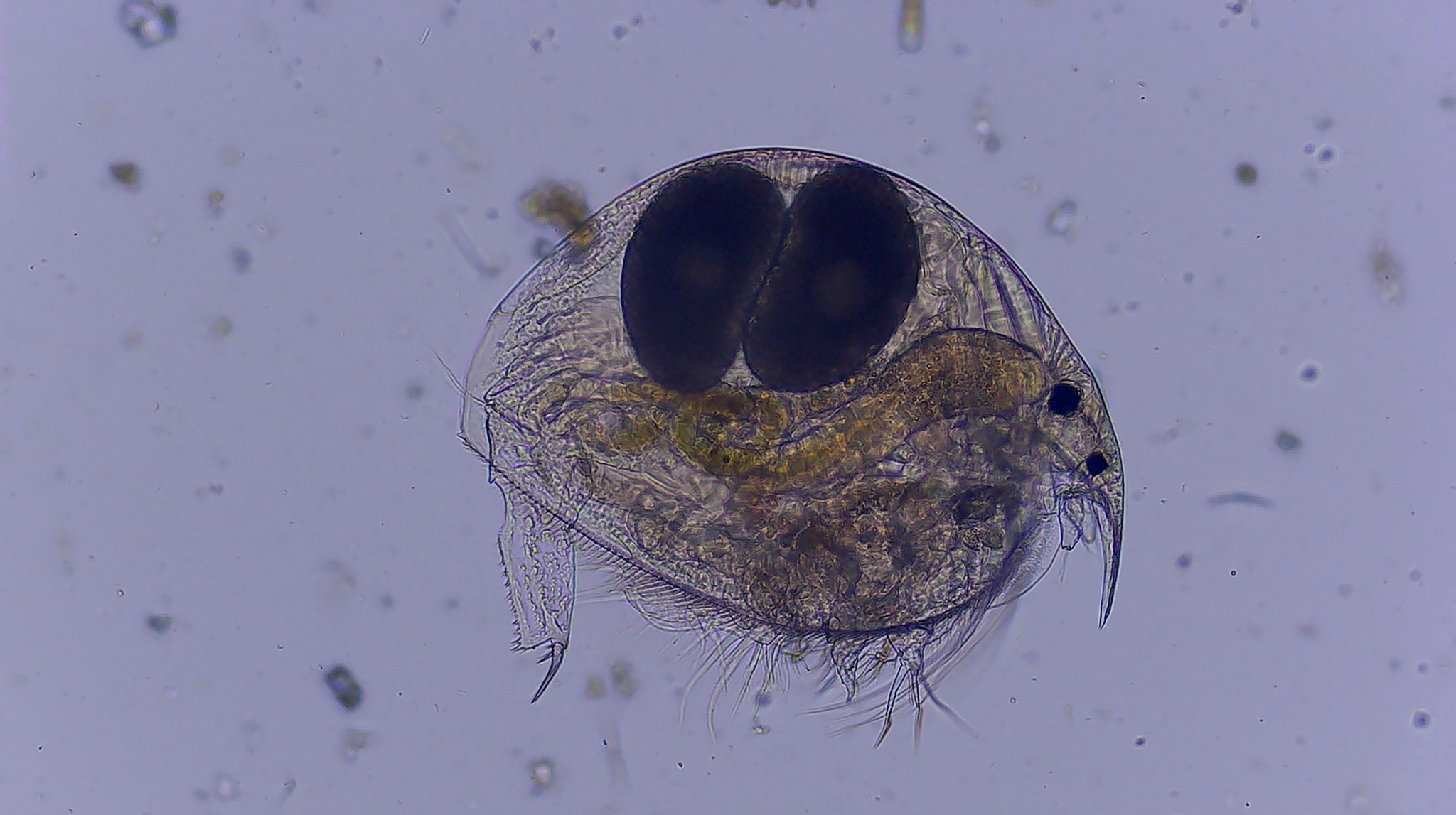 Picripleuroxus denticulatus (Birge, 1879)