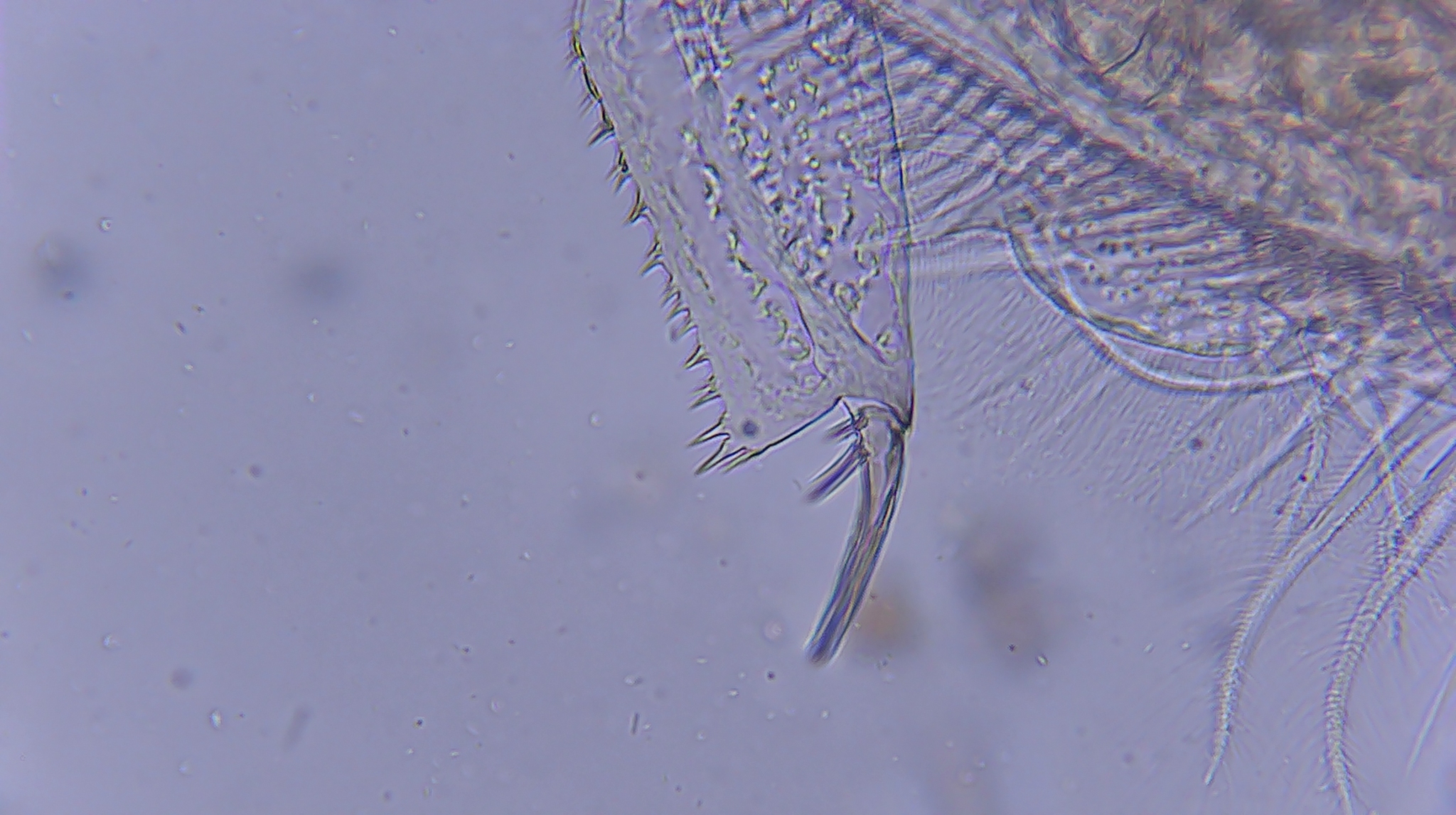 Picripleuroxus denticulatus (Birge, 1879)