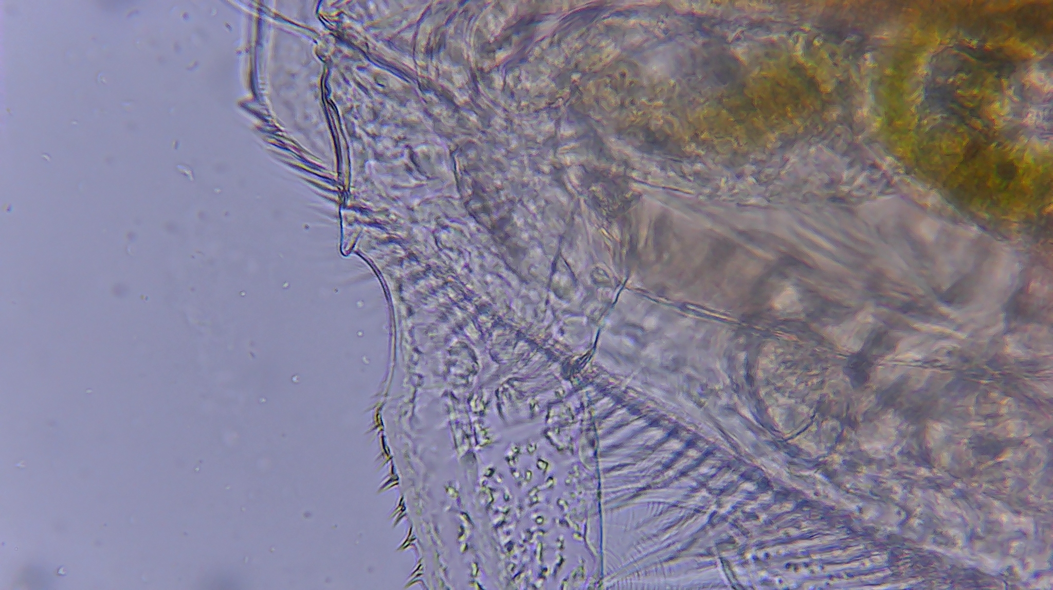 Picripleuroxus denticulatus (Birge, 1879)