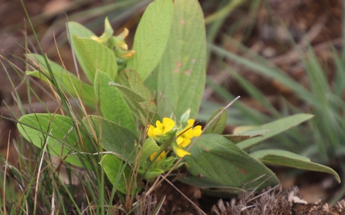 Image of Eriosema ellipticifolium by (c) Tony Rebelo, some rights reserved (CC BY-SA)