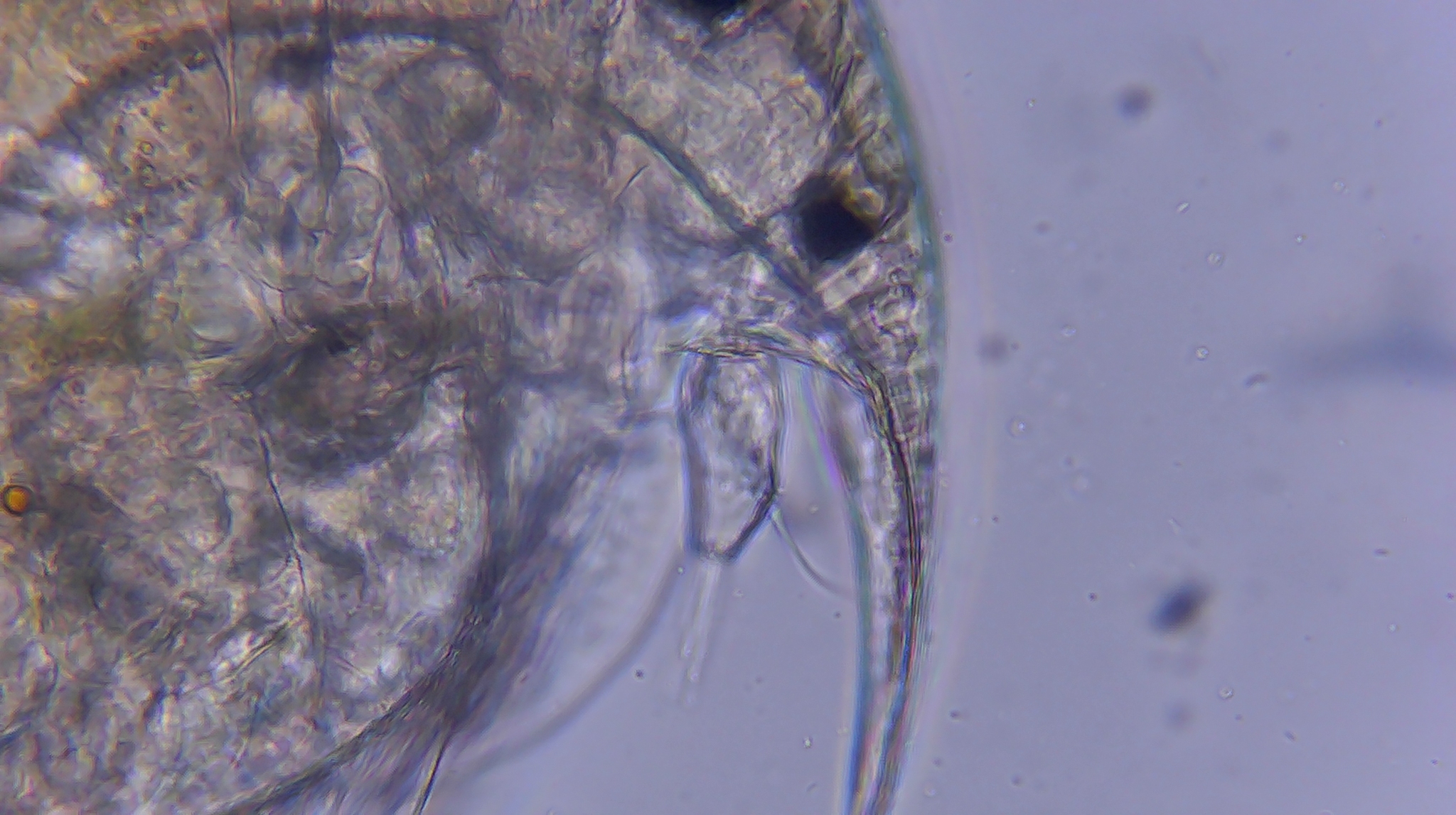 Picripleuroxus denticulatus (Birge, 1879)