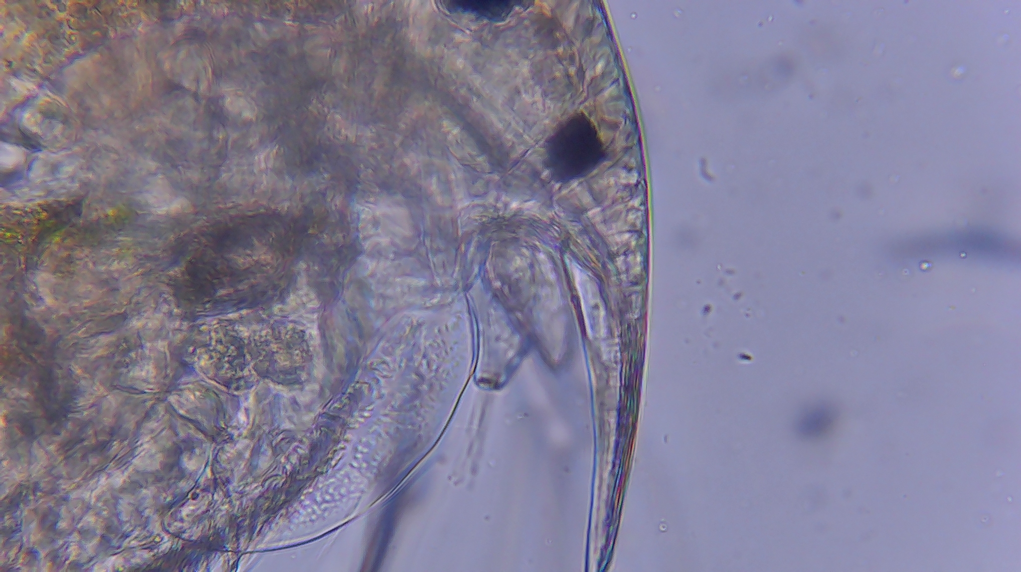 Picripleuroxus denticulatus (Birge, 1879)