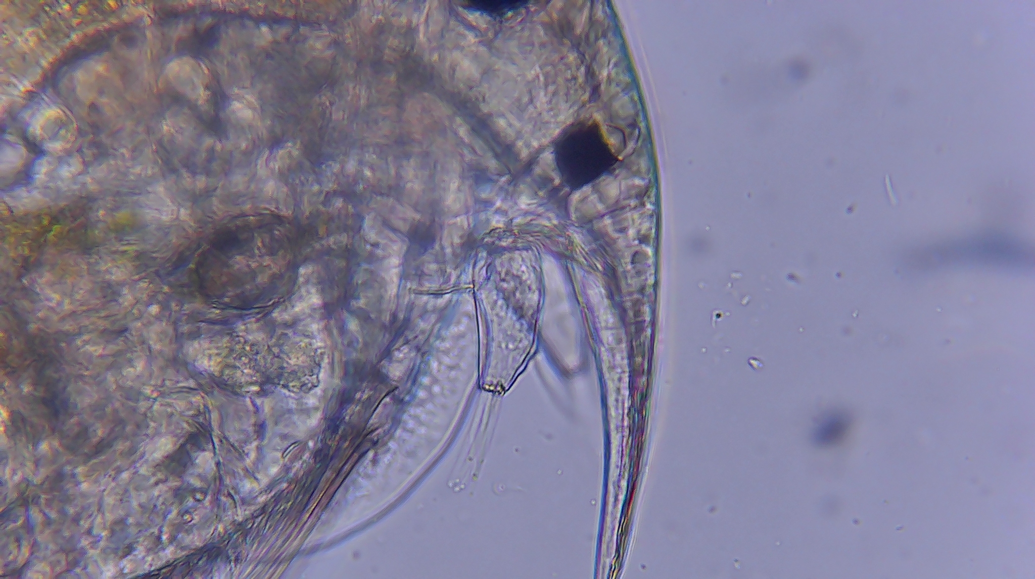 Picripleuroxus denticulatus (Birge, 1879)