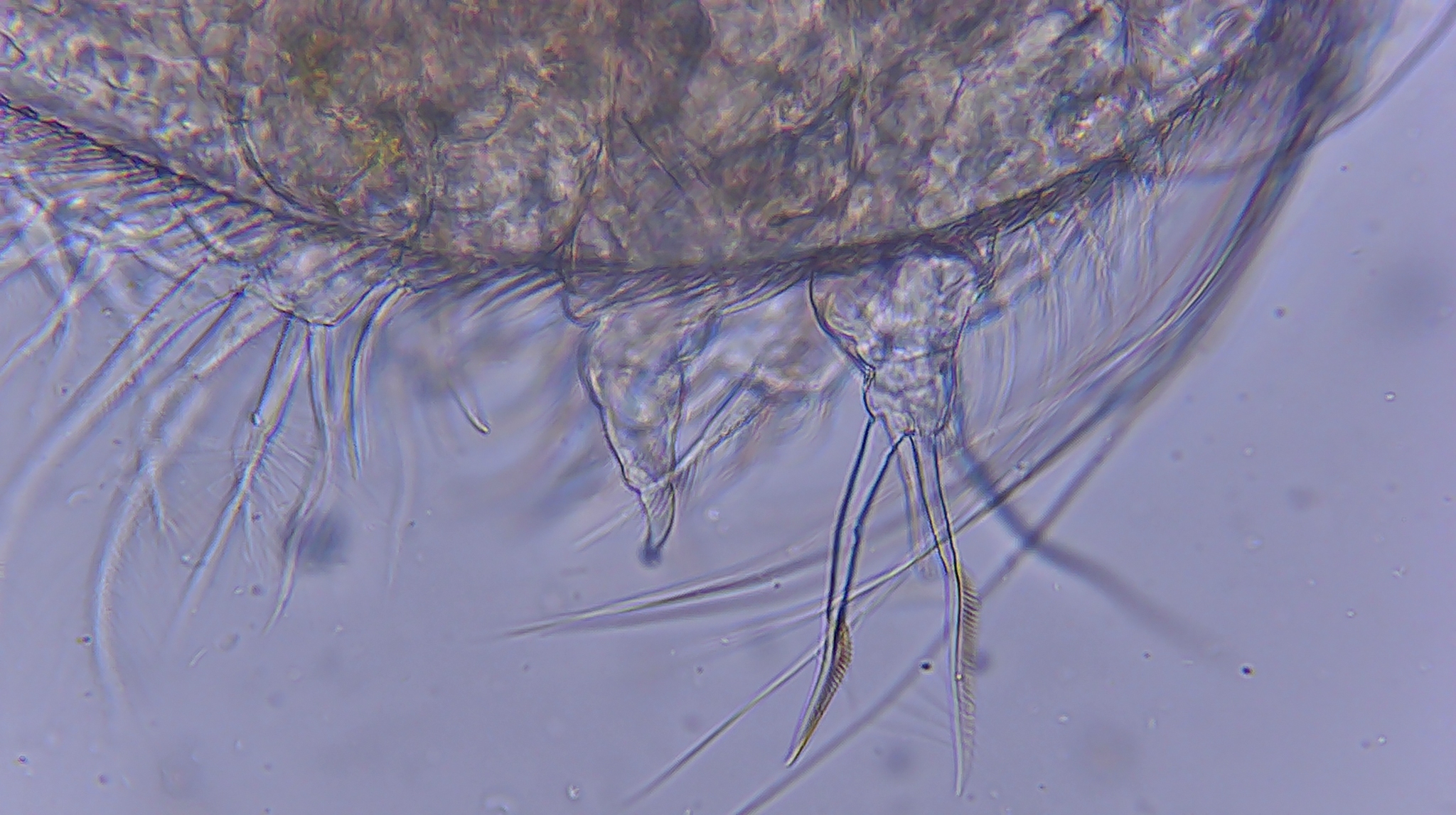 Picripleuroxus denticulatus (Birge, 1879)