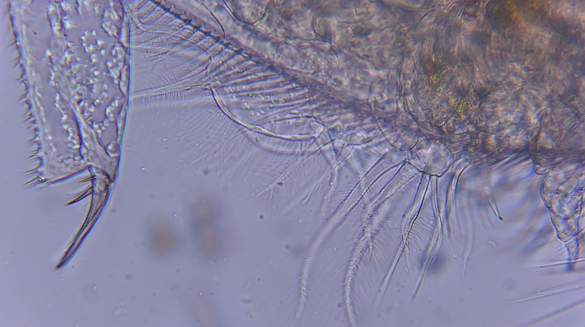 Picripleuroxus denticulatus (Birge, 1879)