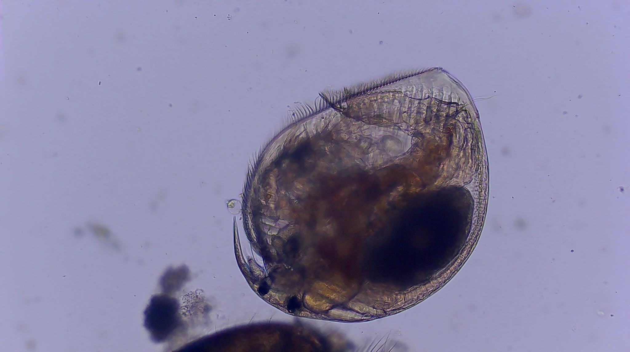 Picripleuroxus denticulatus (Birge, 1879)