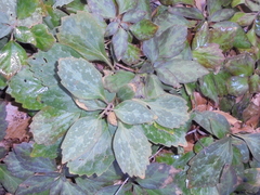 Pachysandra procumbens