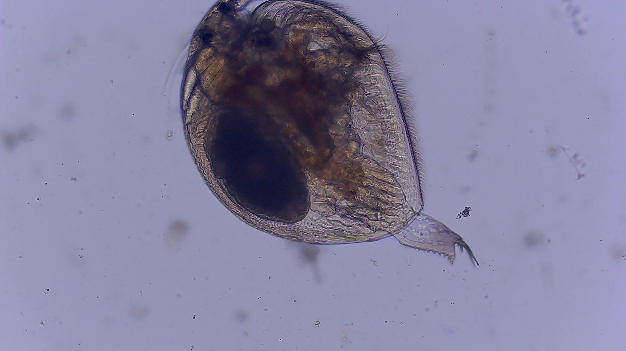 Picripleuroxus denticulatus (Birge, 1879)