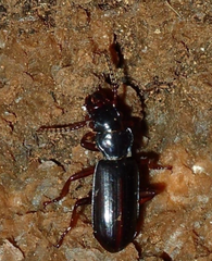Pseudozaenina