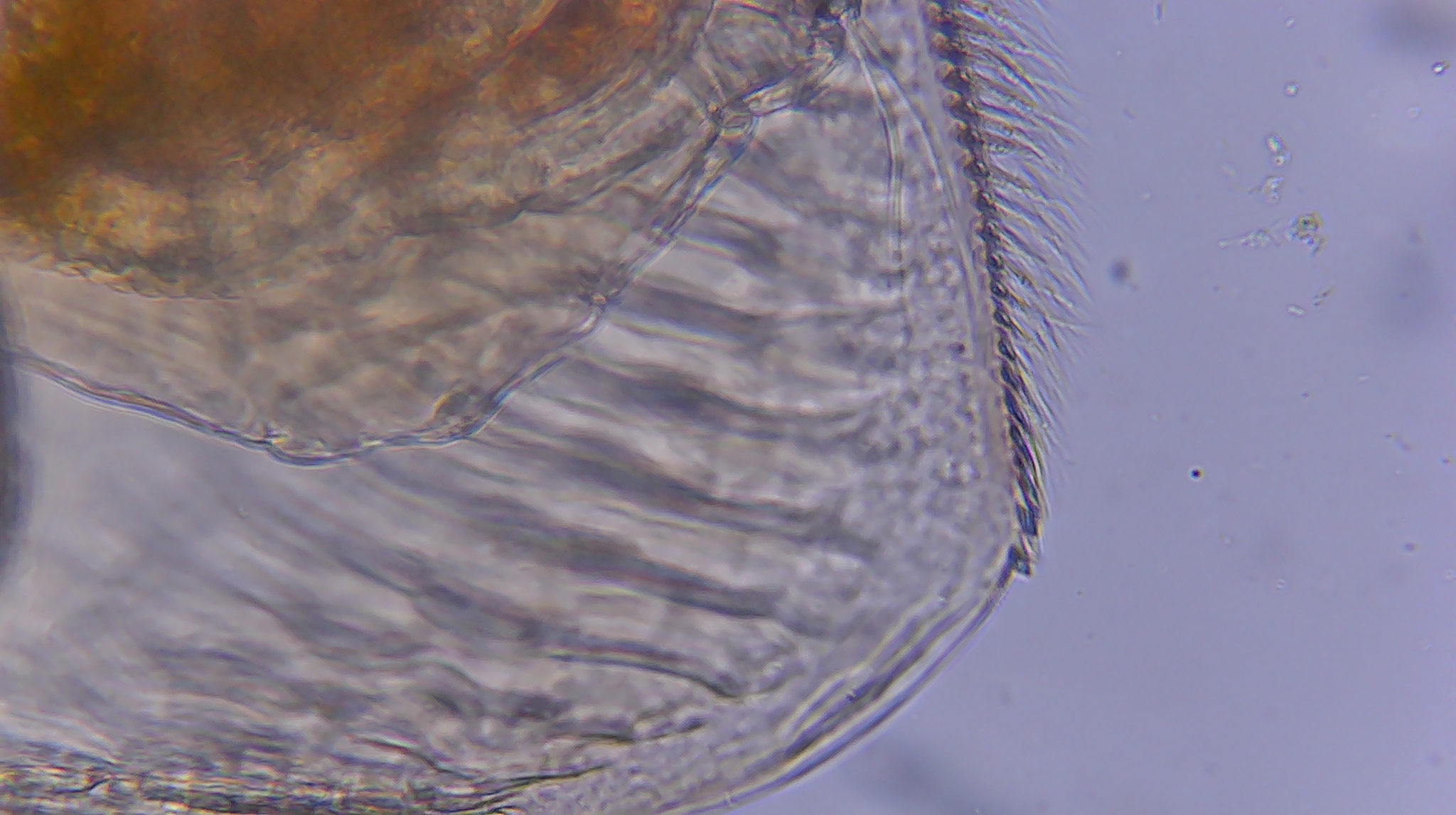 Picripleuroxus denticulatus (Birge, 1879)