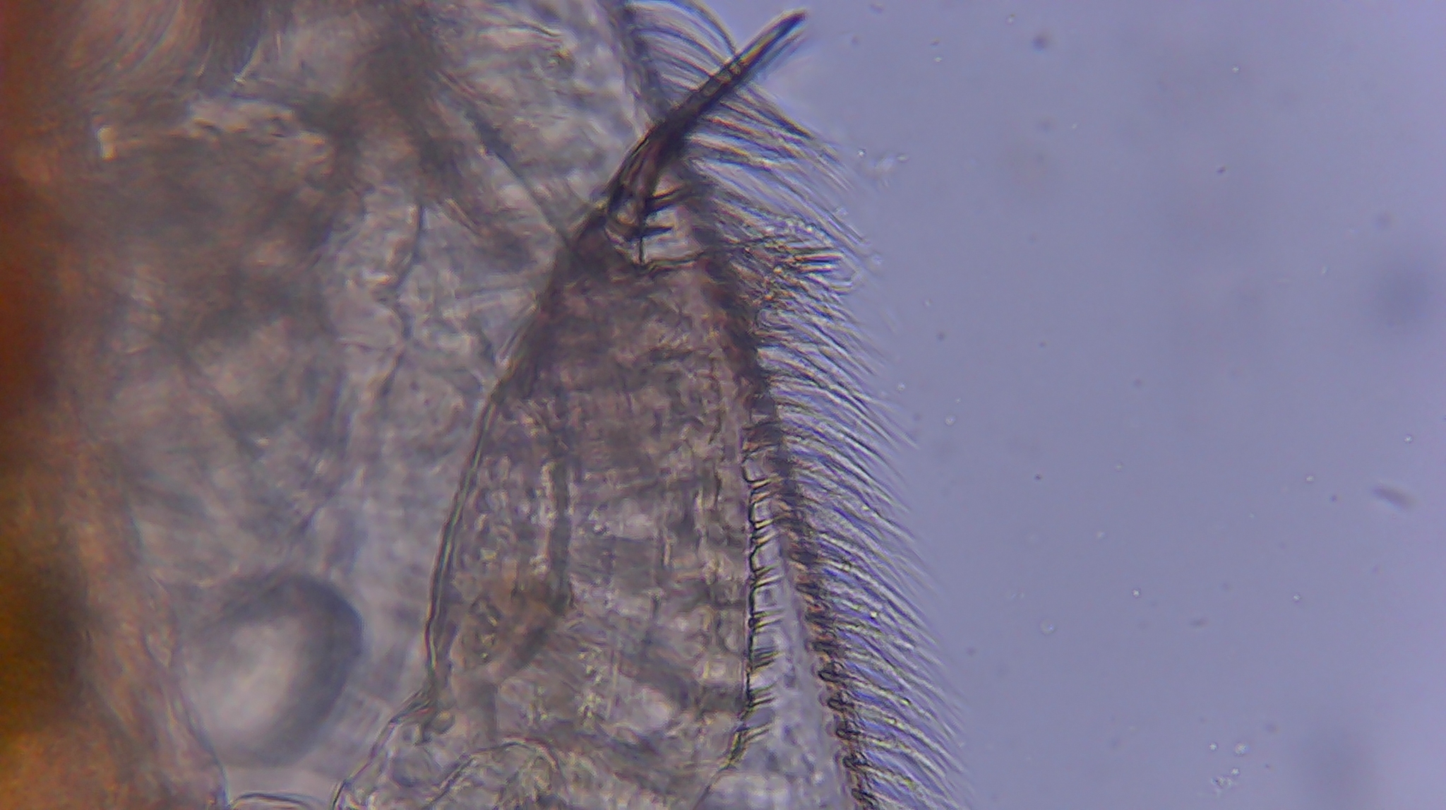 Picripleuroxus denticulatus (Birge, 1879)