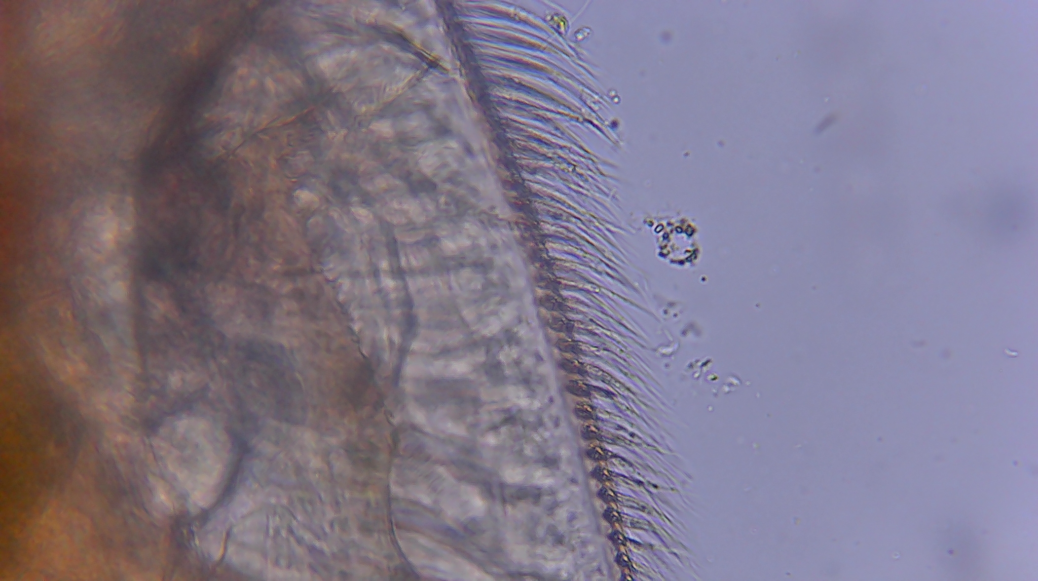 Picripleuroxus denticulatus (Birge, 1879)