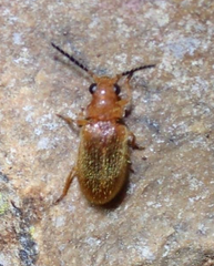 Ptilodactylidae
