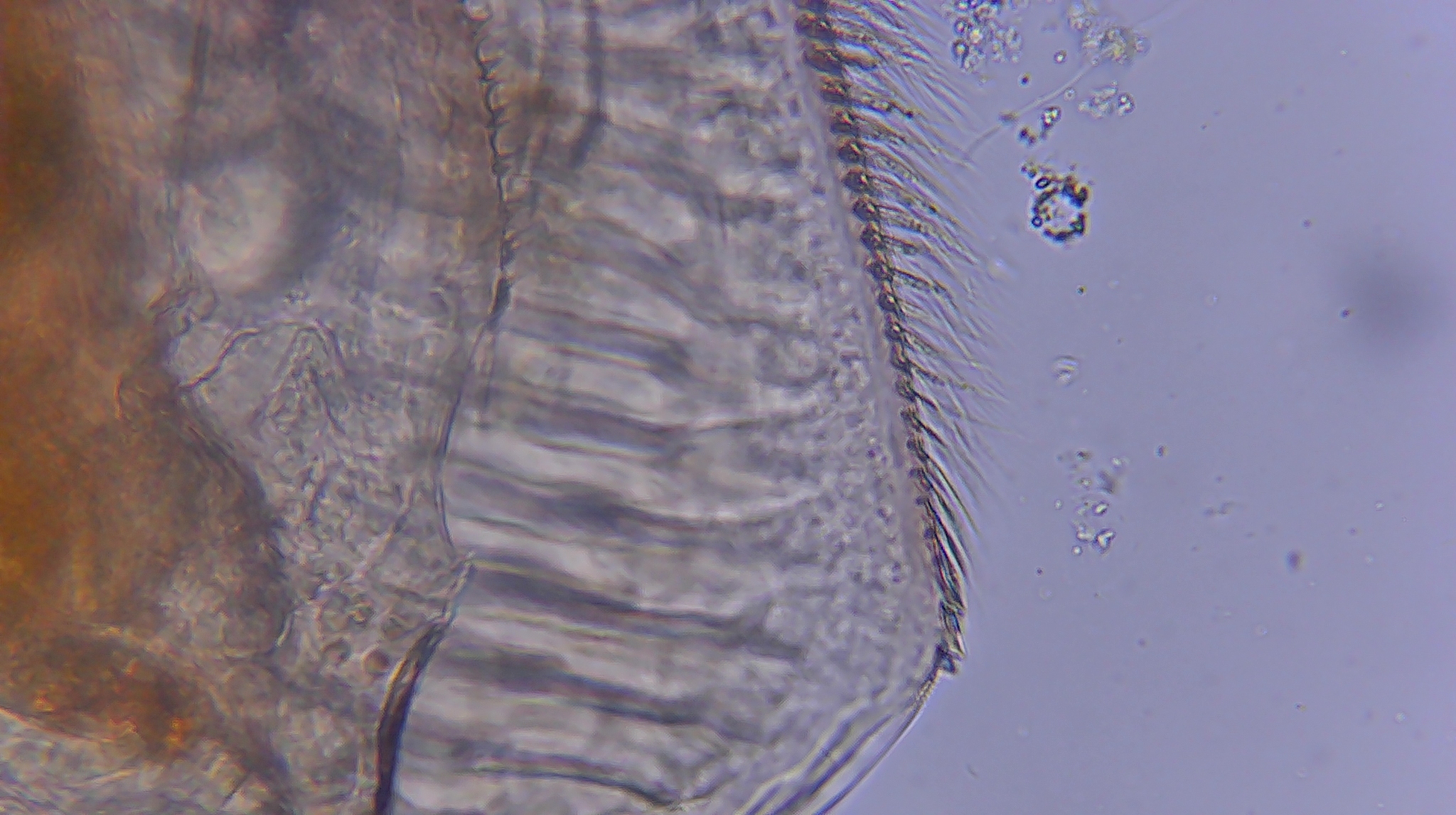Picripleuroxus denticulatus (Birge, 1879)