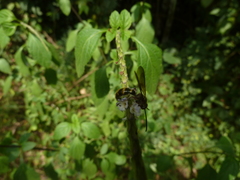 Hymenoptera
