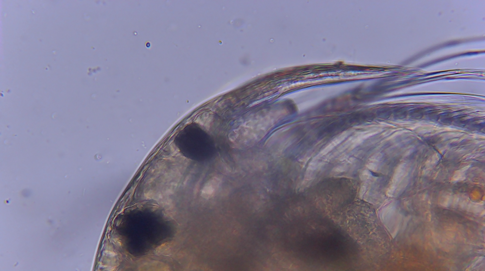 Picripleuroxus denticulatus (Birge, 1879)