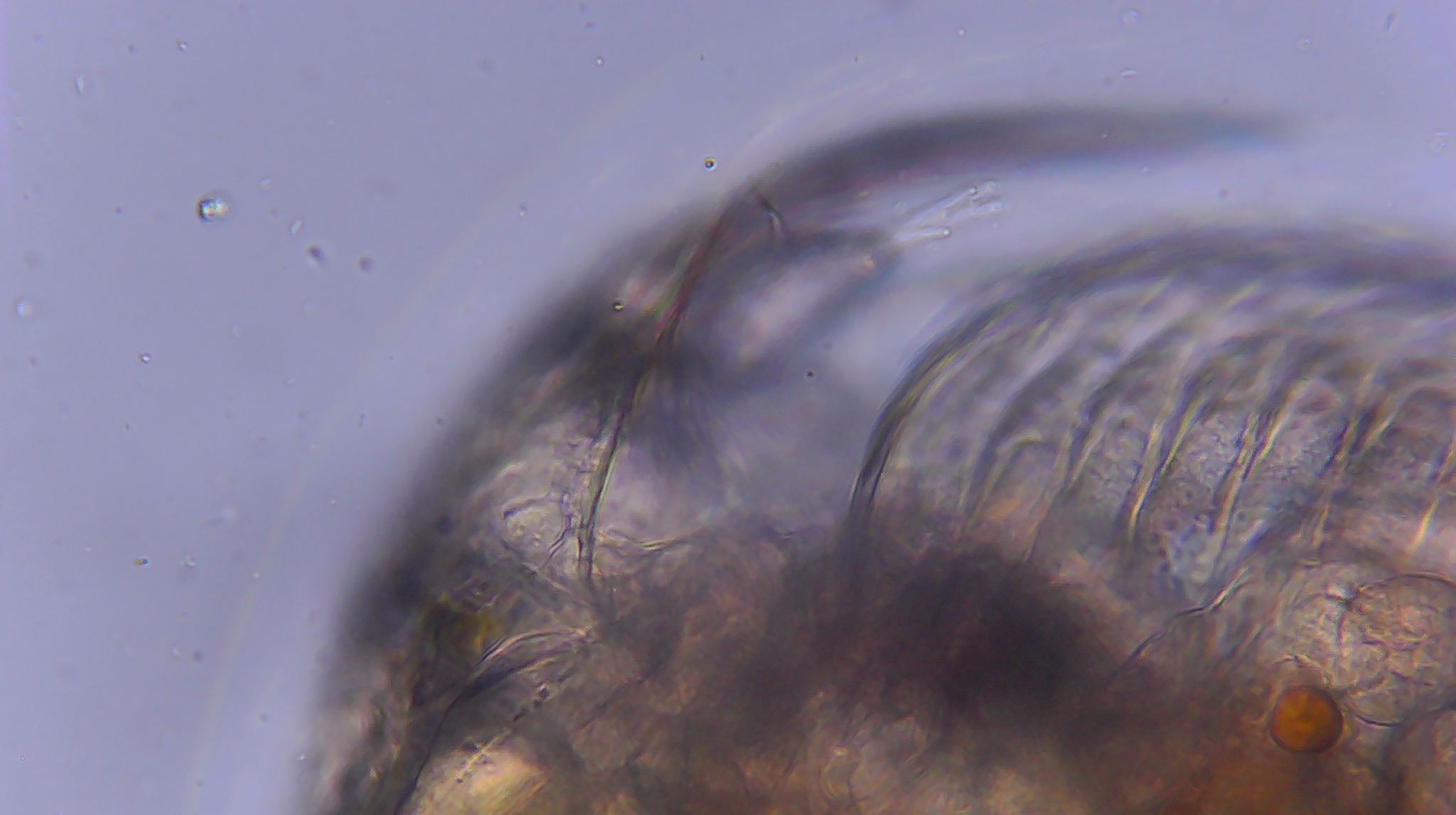Picripleuroxus denticulatus (Birge, 1879)