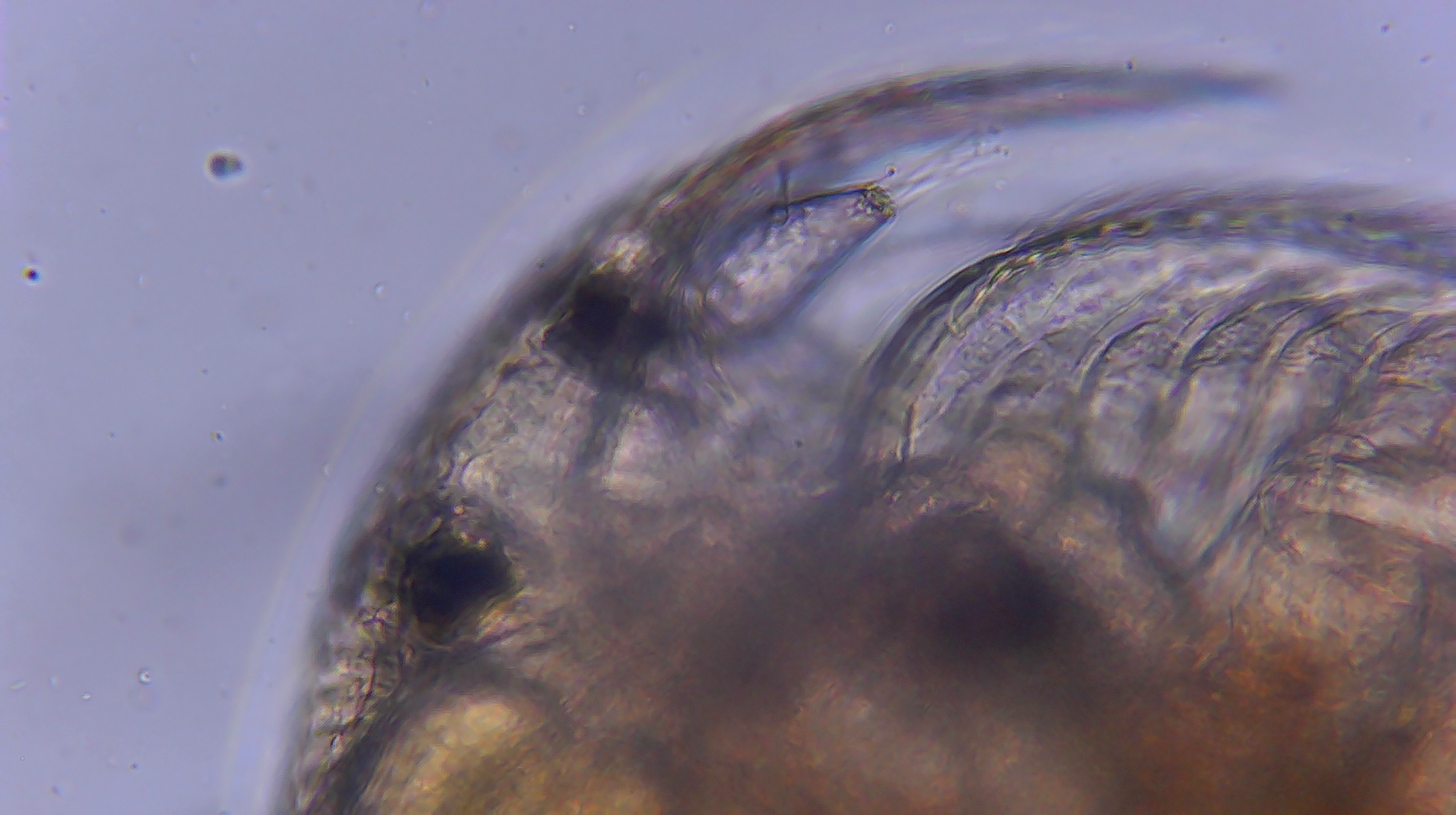 Picripleuroxus denticulatus (Birge, 1879)