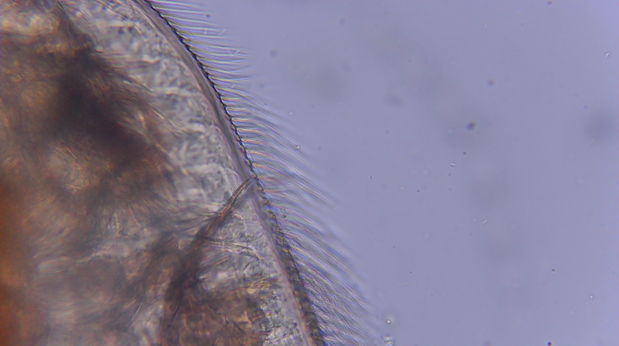 Picripleuroxus denticulatus (Birge, 1879)