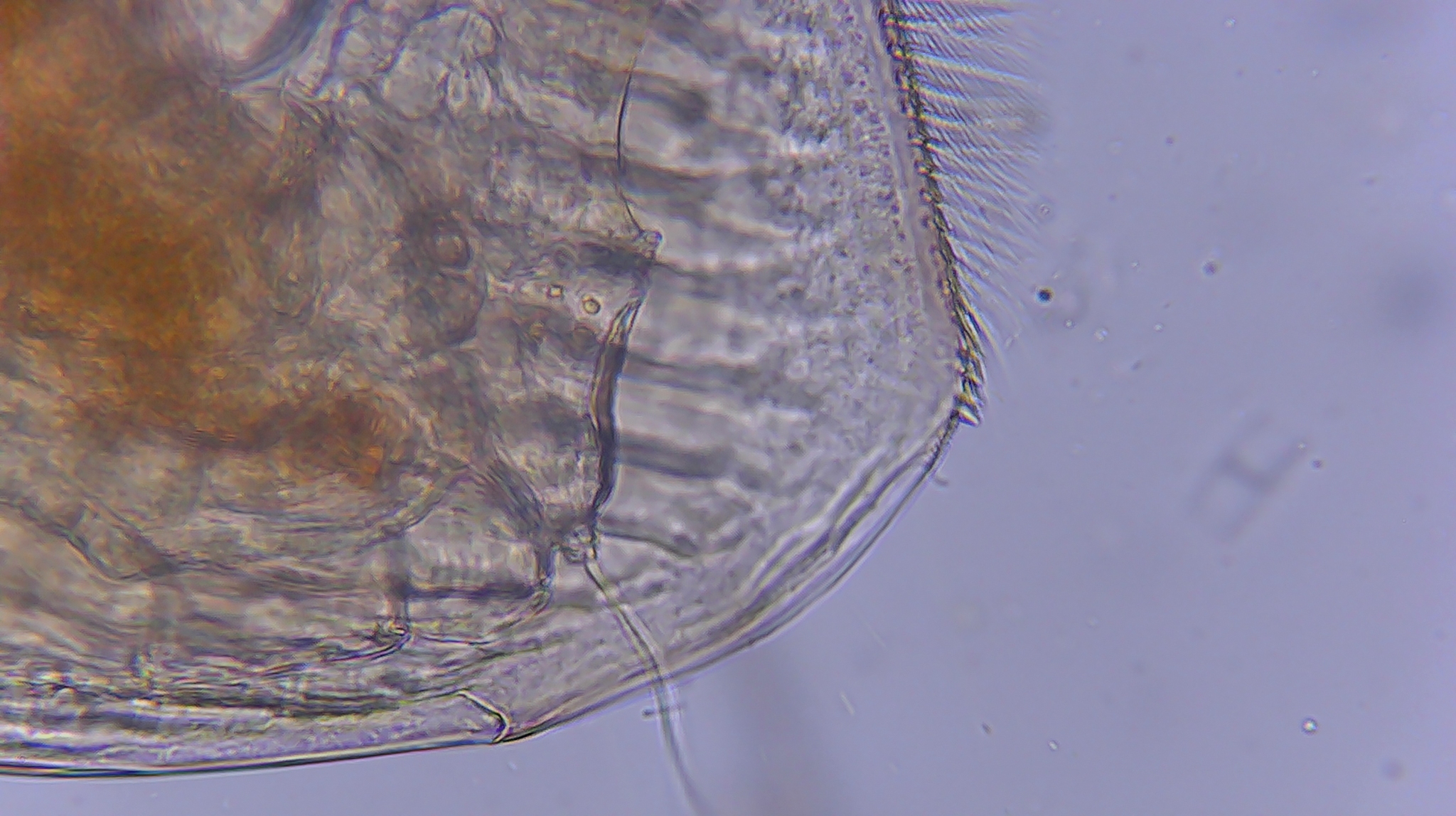 Picripleuroxus denticulatus (Birge, 1879)