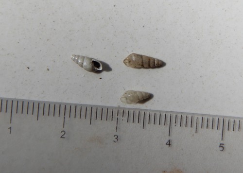 Allopeas micra observed 2020-03-14