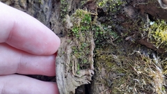 Ptychostomum moravicum