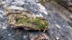 Ptychostomum moravicum