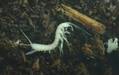 Nicoletiidae