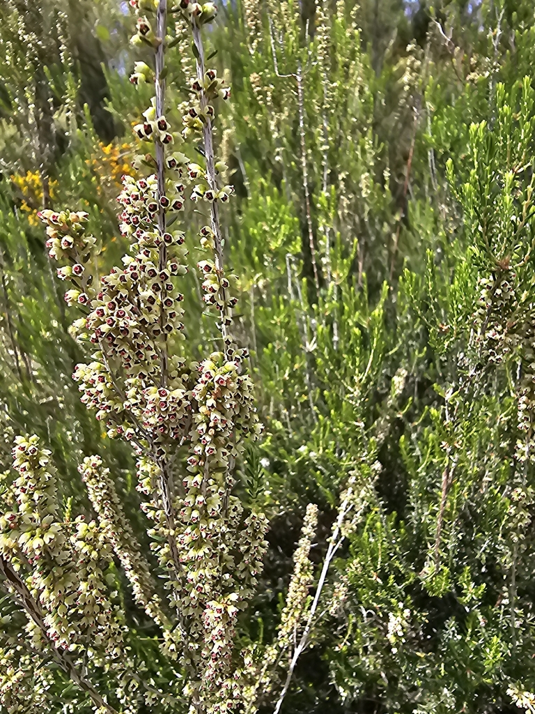 Erica scoparia; photograph Elizabete Marchante, CC BY, iNaturalist via GBIF