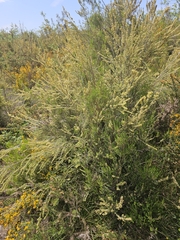 Elizabete Marchante, CC BY, iNaturalist via GBIF Erica scoparia, photograph Elizabete Marchante, CC BY, iNaturalist via GBIF