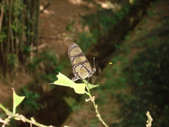 Methona themisto