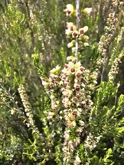 Elizabete Marchante, CC BY, iNaturalist via GBIF Erica scoparia, photograph Elizabete Marchante, CC BY, iNaturalist via GBIF