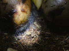 Rhizopus stolonifer