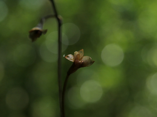 Lecanorchis virella iNat (2)