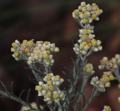 Helichrysum