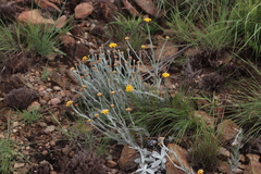 Helichrysum psilolepis