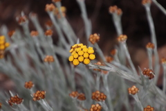 Helichrysum psilolepis