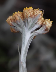 Helichrysum psilolepis