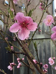 Prunus persica nucipersica
