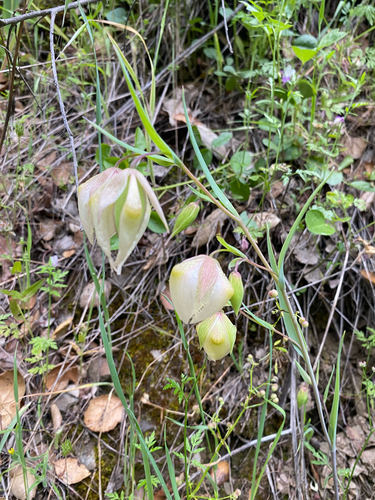 iNaturalist observation photo of White Globe Lily