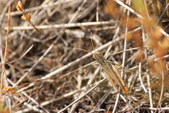 Stenobothrus fischeri
