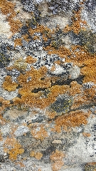 Flavoplaca citrina