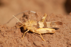 Pyrgodera armata