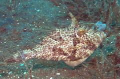 Pseudomonacanthus macrurus