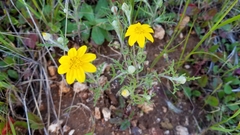 Pseudobahia heermannii