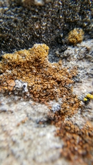 Flavoplaca citrina