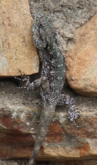 Acanthocercus atricollis