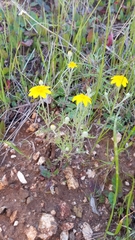 Pseudobahia heermannii