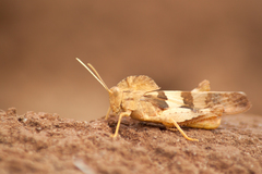 Pyrgodera armata