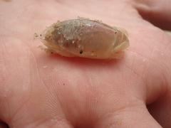 Emerita brasiliensis